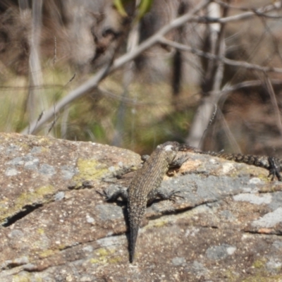 Egernia cunninghami (Cunningham's Skink) at Chapman, ACT - 3 Sep 2024 by LinePerrins