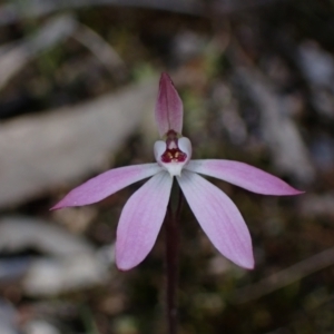 Caladenia fuscata at Cowra, NSW - suppressed