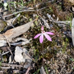 Caladenia fuscata at Cowra, NSW - suppressed