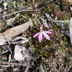 Caladenia fuscata at Cowra, NSW - suppressed