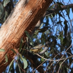 Pardalotus punctatus (Spotted Pardalote) at Kambah, ACT - 3 Sep 2024 by LineMarie