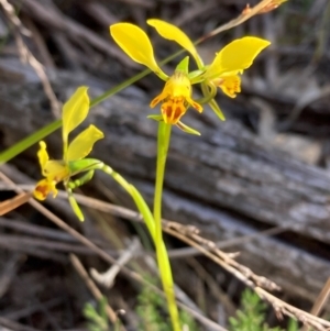 Diuris goonooensis at Bumbaldry, NSW - 29 Aug 2024