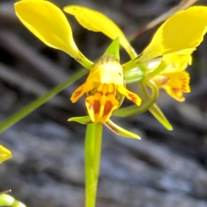 Diuris goonooensis at Bumbaldry, NSW - suppressed