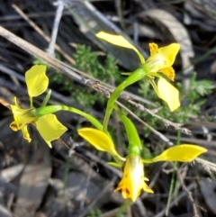 Diuris goonooensis at Bumbaldry, NSW - suppressed