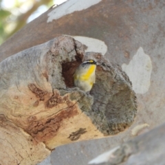 Pardalotus striatus (Striated Pardalote) at Chapman, ACT - 3 Sep 2024 by LineMarie