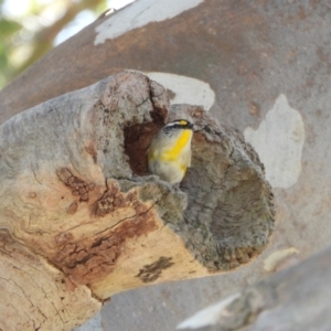 Pardalotus striatus at Chapman, ACT - 3 Sep 2024 12:47 PM