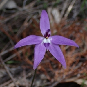 Glossodia major at Cowra, NSW - suppressed