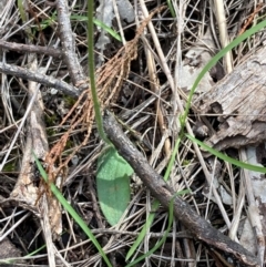 Glossodia major at Cowra, NSW - suppressed