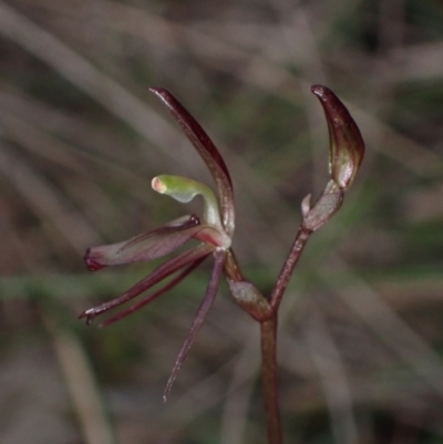 Cyrtostylis reniformis (Common Gnat Orchid) at Cowra, NSW - 30 Aug 2024 by AnneG1