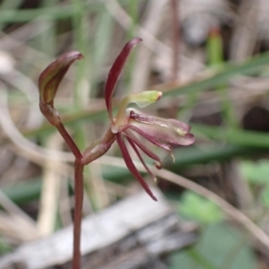 Cyrtostylis reniformis at suppressed - suppressed