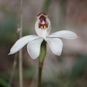 Caladenia fuscata at Cowra, NSW - 30 Aug 2024