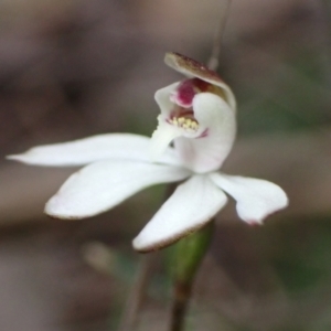 Caladenia fuscata at Cowra, NSW - 30 Aug 2024