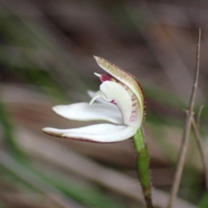 Caladenia fuscata at Cowra, NSW - 30 Aug 2024