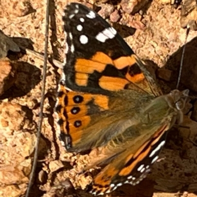 Vanessa kershawi (Australian Painted Lady) at Lerida, NSW - 3 Sep 2024 by yanni
