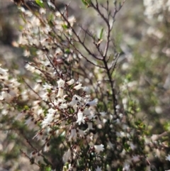 Cryptandra amara (Bitter Cryptandra) at Googong, NSW - 3 Sep 2024 by BrianSummers