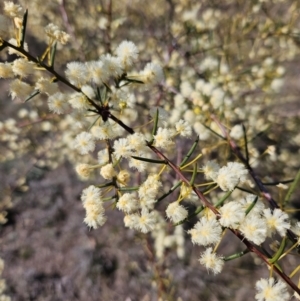 Acacia genistifolia at Googong, NSW - 3 Sep 2024