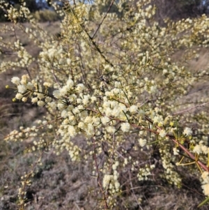 Acacia genistifolia at Googong, NSW - 3 Sep 2024