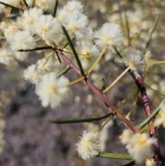 Acacia genistifolia at Googong, NSW - 3 Sep 2024