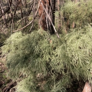 Choretrum candollei at Bumbaldry, NSW - 30 Aug 2024