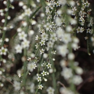 Choretrum candollei at Bumbaldry, NSW - 30 Aug 2024