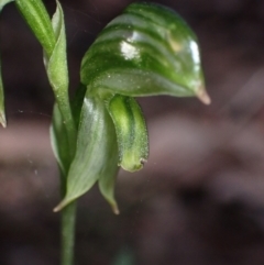 Pterostylis stenosepala (Narrow-Sepalled Greenhood) at Bumbaldry, NSW - 30 Aug 2024 by AnneG1