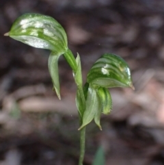 Pterostylis stenosepala at Bumbaldry, NSW - suppressed