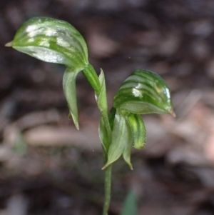 Pterostylis stenosepala at Bumbaldry, NSW - suppressed