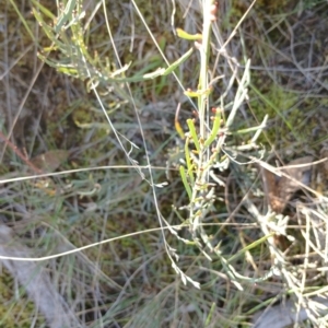 Bossiaea riparia at Cooma, NSW - 3 Sep 2024 02:41 PM