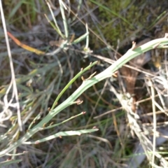 Bossiaea riparia at Cooma, NSW - 3 Sep 2024