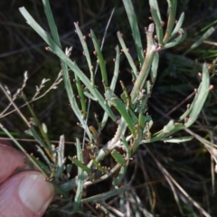 Bossiaea riparia at Cooma, NSW - 3 Sep 2024 02:41 PM