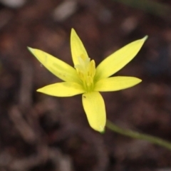 Pauridia glabella var. glabella (Tiny Star) at Cowra, NSW - 30 Aug 2024 by AnneG1