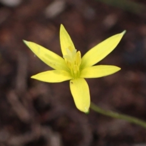 Pauridia glabella var. glabella at Cowra, NSW - suppressed