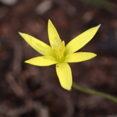 Pauridia glabella var. glabella (Tiny Star) at Cowra, NSW - 30 Aug 2024 by AnneG1