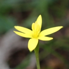 Pauridia glabella var. glabella at Cowra, NSW - suppressed
