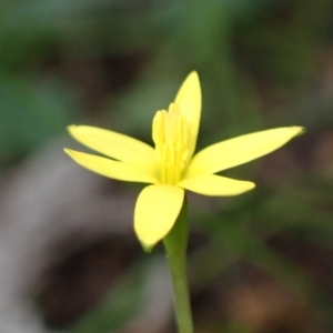 Pauridia glabella var. glabella at Cowra, NSW - suppressed