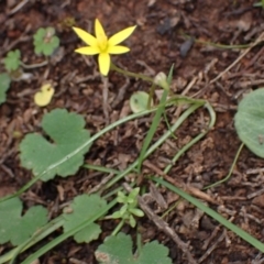 Pauridia glabella var. glabella at Cowra, NSW - suppressed