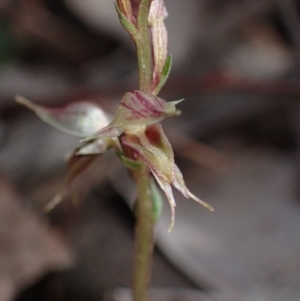 Acianthus collinus at Cowra, NSW - suppressed