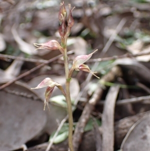 Acianthus collinus at Cowra, NSW - suppressed