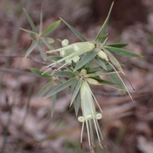 Styphelia triflora at Cowra, NSW - 24 Jun 2024