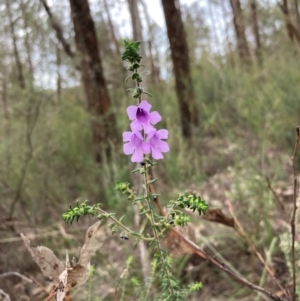 Prostanthera decussata at Cowra, NSW - 24 Jun 2024 03:00 PM