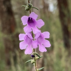 Prostanthera decussata at Cowra, NSW - 24 Jun 2024