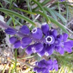 Muscari armeniacum (Grape Hyacinth) at Hackett, ACT - 3 Sep 2024 by JenniM