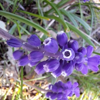 Muscari armeniacum (Grape Hyacinth) at Hackett, ACT - 3 Sep 2024 by JenniM