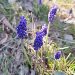 Muscari armeniacum at Hackett, ACT - 3 Sep 2024