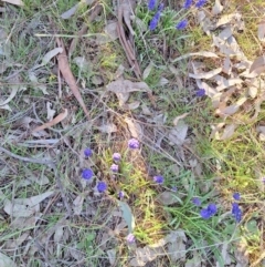 Muscari armeniacum at Hackett, ACT - 3 Sep 2024