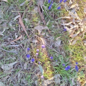 Muscari armeniacum at Hackett, ACT - 3 Sep 2024