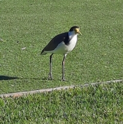 Vanellus miles (Masked Lapwing) at Shoalhaven Heads, NSW - 31 Aug 2024 by MB