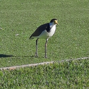 Vanellus miles at Shoalhaven Heads, NSW - 1 Sep 2024 08:39 AM