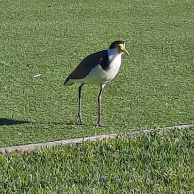 Vanellus miles (Masked Lapwing) at Shoalhaven Heads, NSW - 31 Aug 2024 by MB