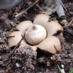 Geastrum sp. (genus) (An earthstar) at Cowra, NSW - 24 Jun 2024 by AnneG1